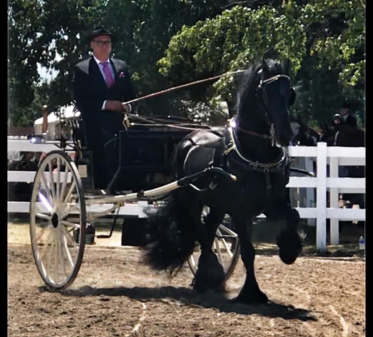 Karsten van de Noeste Hoeve - Ster Friesian Stallion